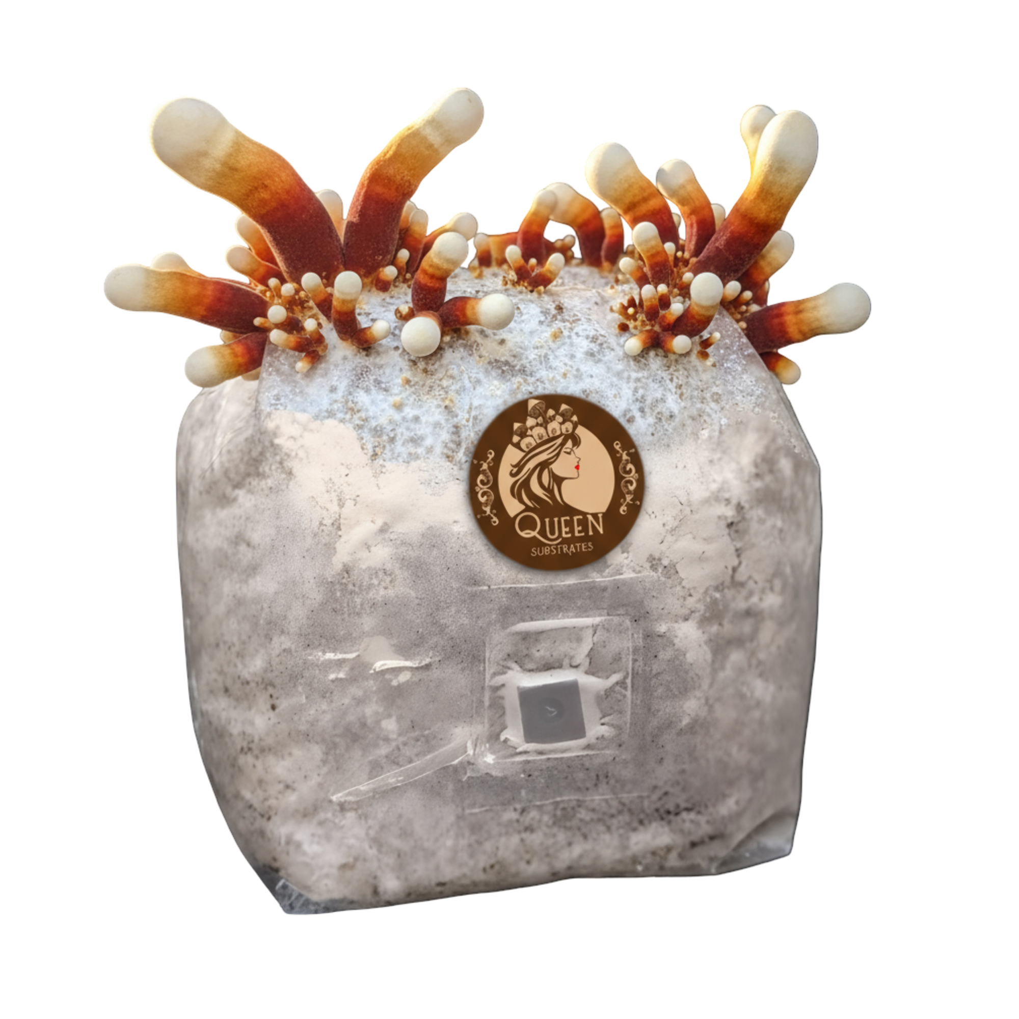 Antler Reishi | 3LB | Pre-Inoculated Bag