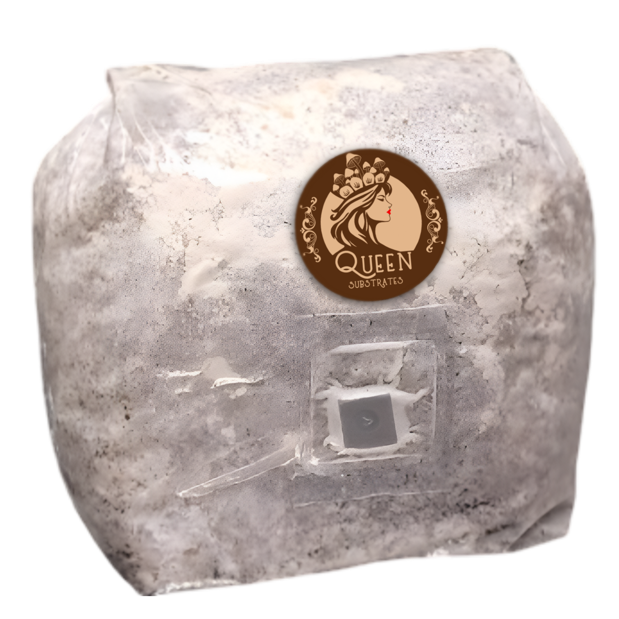 King Oyster | 3LB | Pre-Inoculated Bag