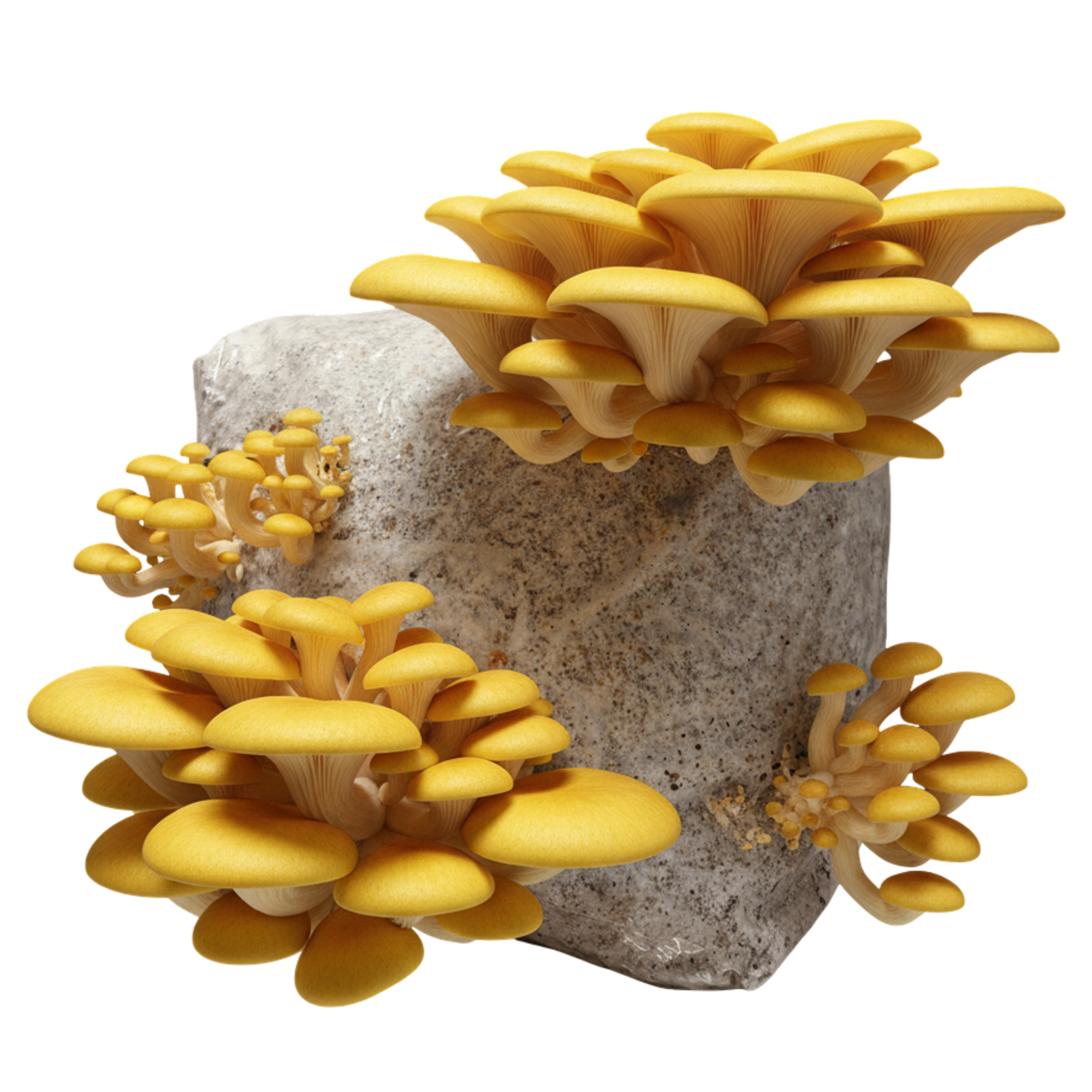 Golden Oyster | 3LB | Pre-Inoculated Bag