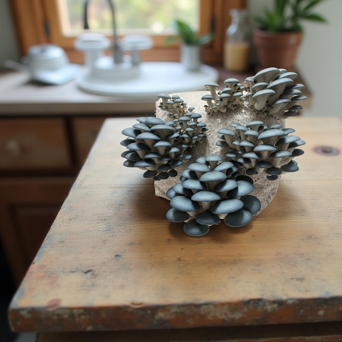 Blue Oyster | 3LB | Pre-Inoculated Bag