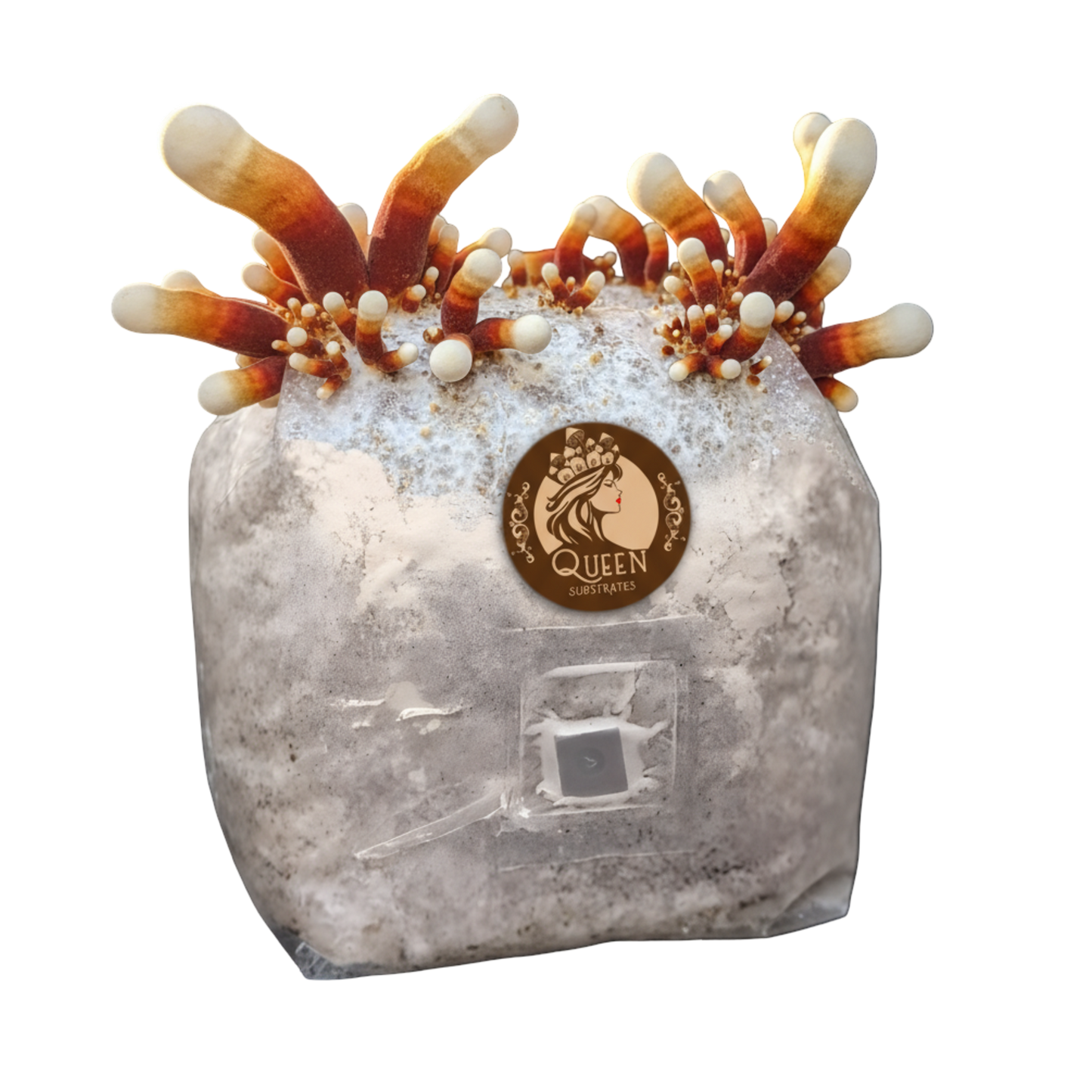 Antler Reishi | 3LB | Pre-Inoculated Bag