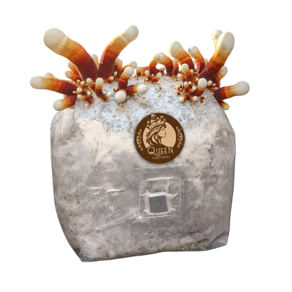 Antler Reishi | 3LB | Pre-Inoculated Bag