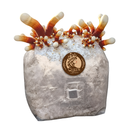 Antler Reishi | 3LB | Pre-Inoculated Bag