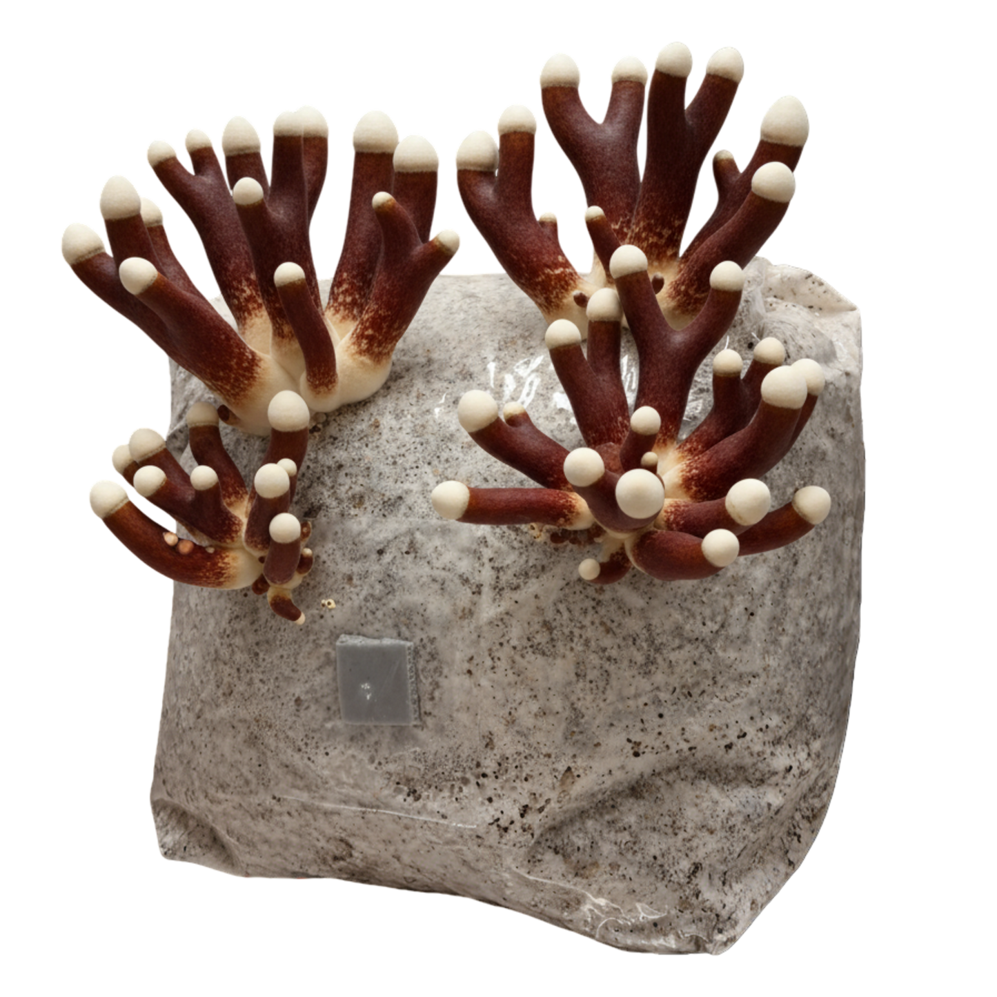 Antler Reishi | 3LB | Pre-Inoculated Bag