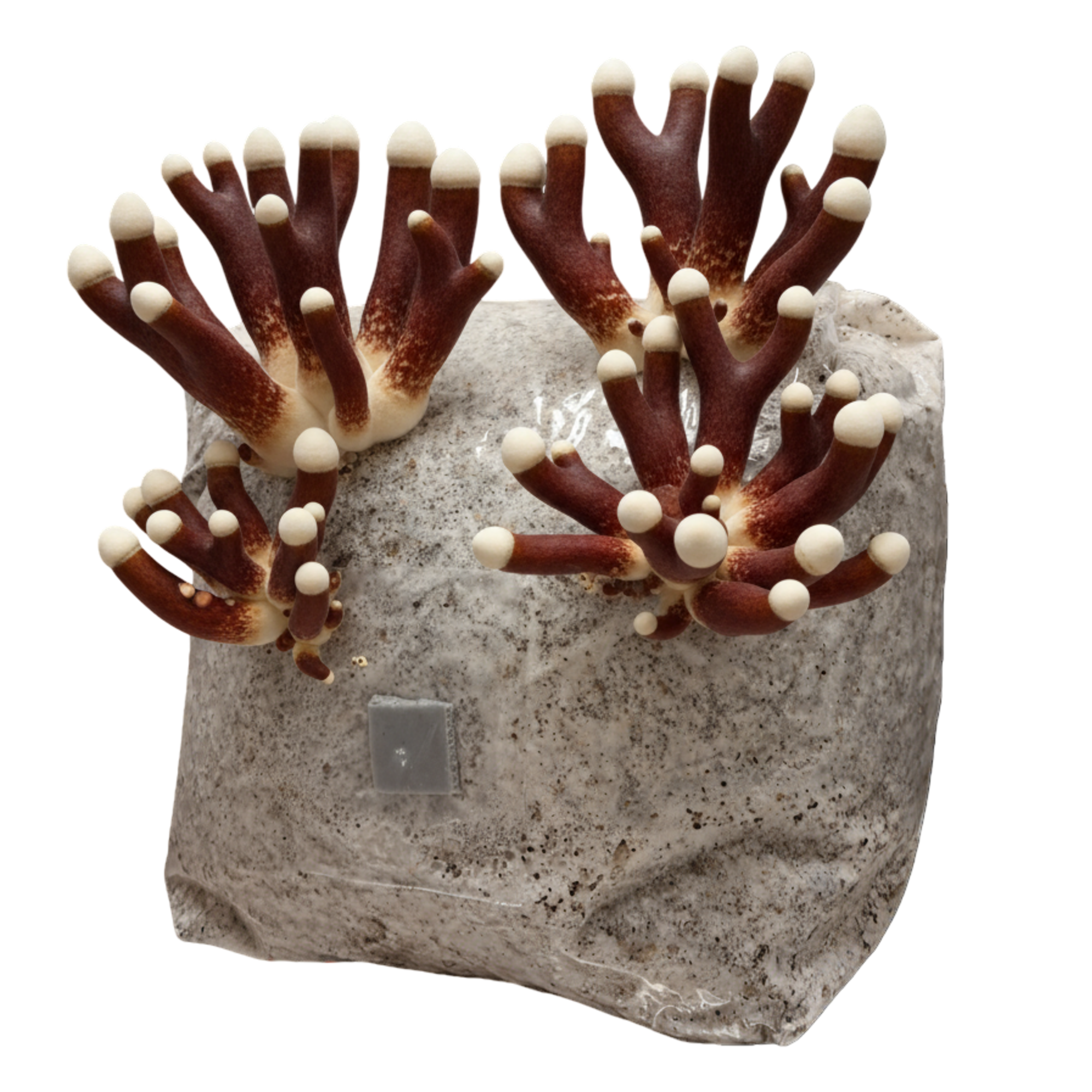 Antler Reishi | 3LB | Pre-Inoculated Bag