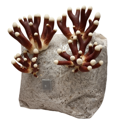 Antler Reishi | 3LB | Pre-Inoculated Bag