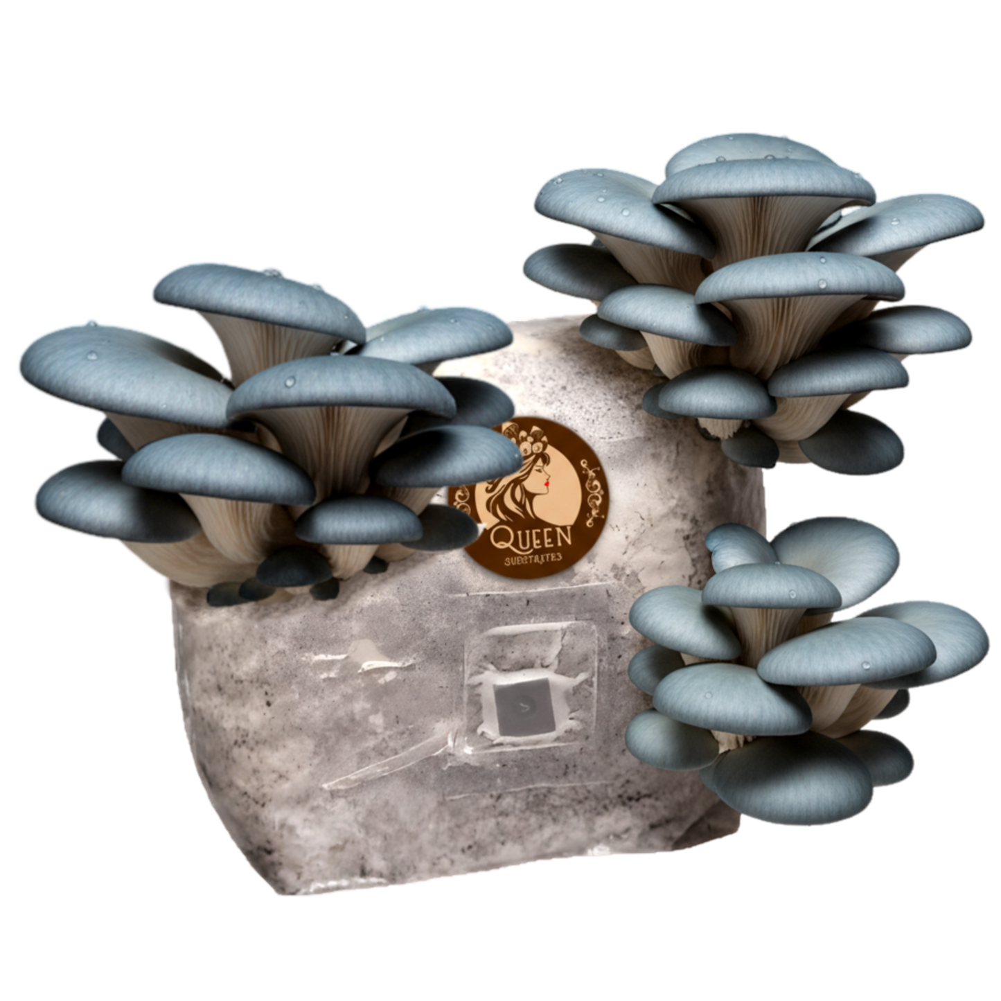 Blue Oyster | 3LB | Pre-Inoculated Bag