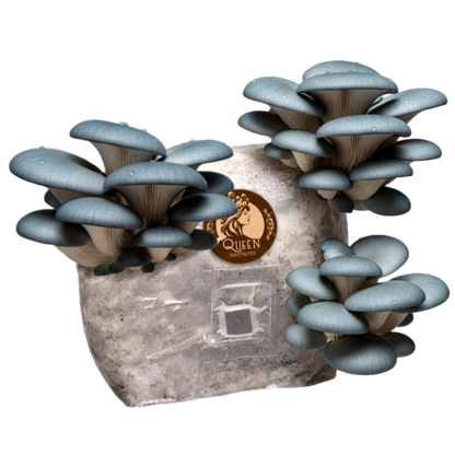 Blue Oyster | 3LB | Pre-Inoculated Bag