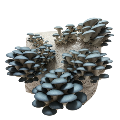 Blue Oyster | 3LB | Pre-Inoculated Bag