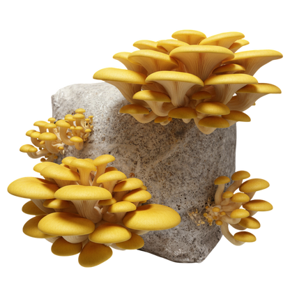 Golden Oyster | 3LB | Pre-Inoculated Bag