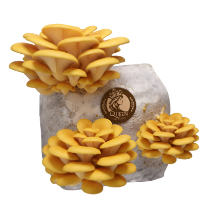 Golden Oyster | 3LB | Pre-Inoculated Bag