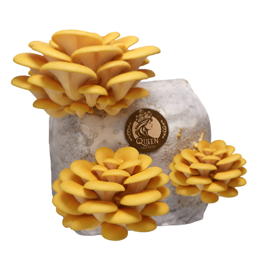 Golden Oyster | 3LB | Pre-Inoculated Bag