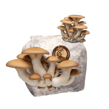 King Oyster | 3LB | Pre-Inoculated Bag