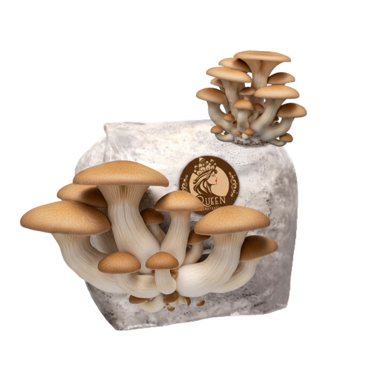 King Oyster | 3LB | Pre-Inoculated Bag