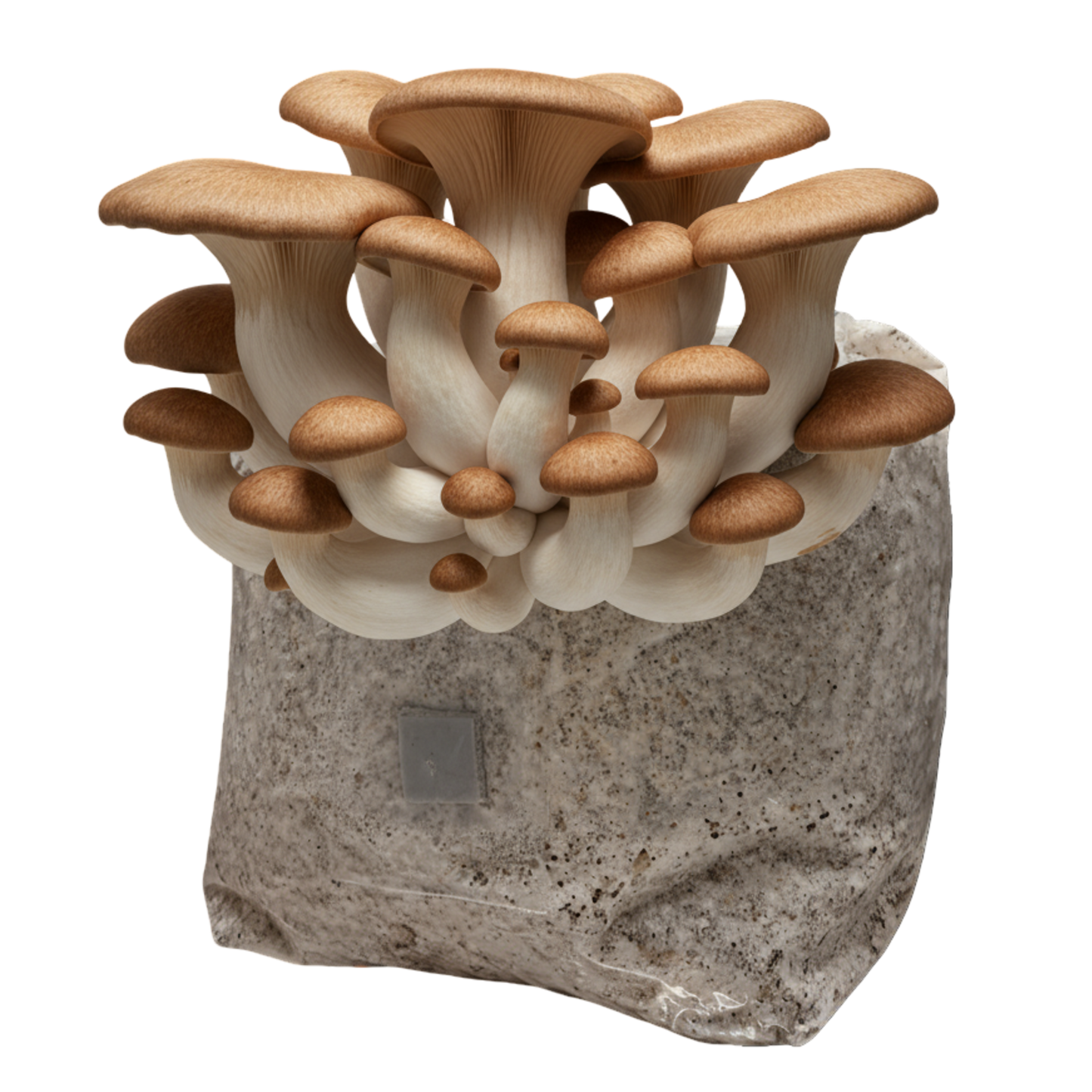 King Oyster | 3LB | Pre-Inoculated Bag