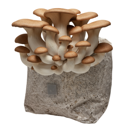 King Oyster | 3LB | Pre-Inoculated Bag