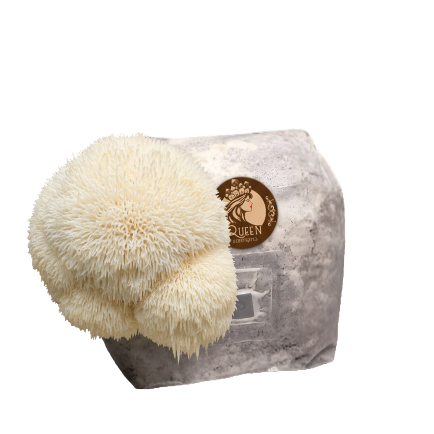 Lion's Mane | 3LB | Pre-Inoculated Bag