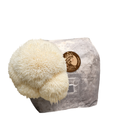Lion's Mane | 3LB | Pre-Inoculated Bag