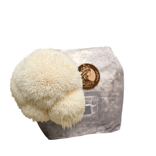 Lion's Mane | 3LB | Pre-Inoculated Bag