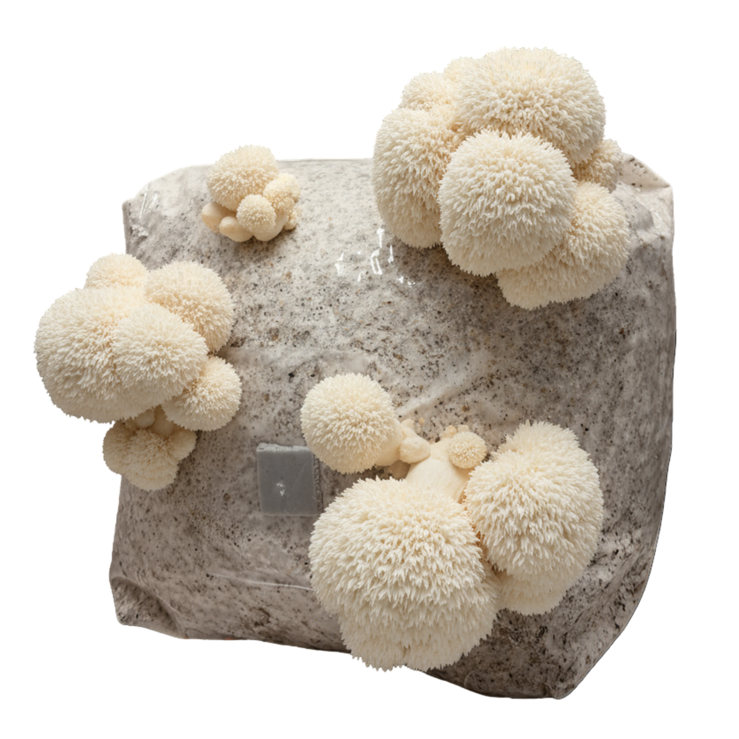 Lion's Mane | 3LB | Pre-Inoculated Bag