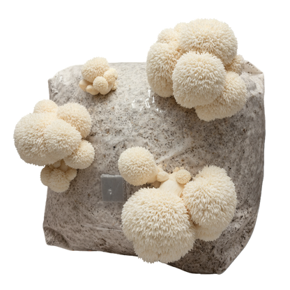 Lion's Mane | 3LB | Pre-Inoculated Bag