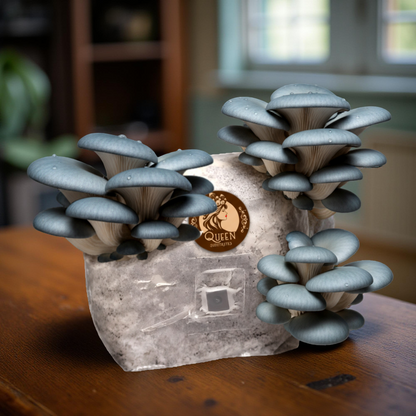 Blue Oyster | 3LB | Pre-Inoculated Bag