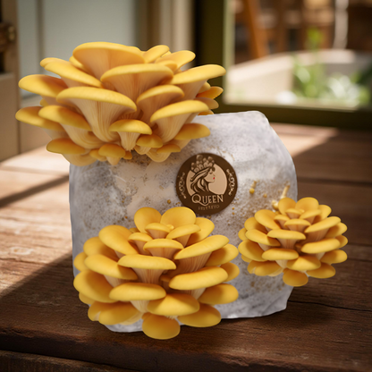 Golden Oyster | 3LB | Pre-Inoculated Bag