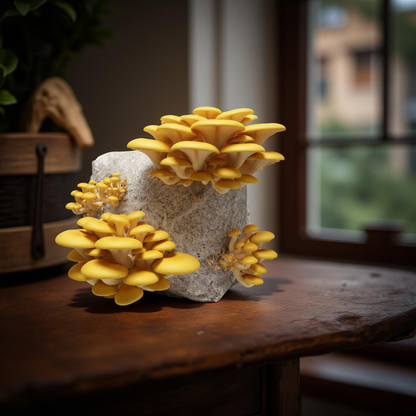 Golden Oyster | 3LB | Pre-Inoculated Bag