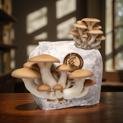 King Oyster | 3LB | Pre-Inoculated Bag