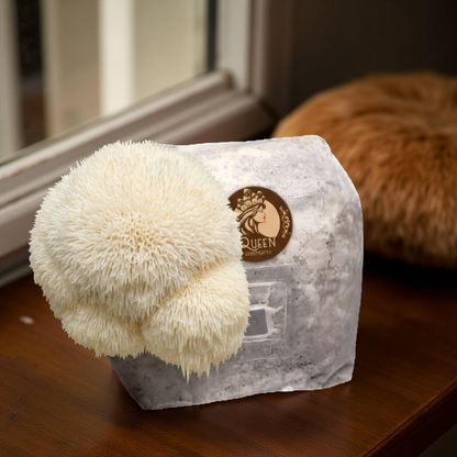 Lion's Mane | 3LB | Pre-Inoculated Bag