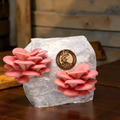 Pink Oyster | 3LB | Pre-Inoculated Bag
