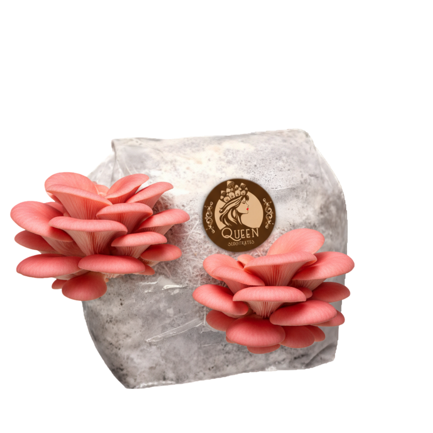 Pink Oyster | 3LB | Pre-Inoculated Bag