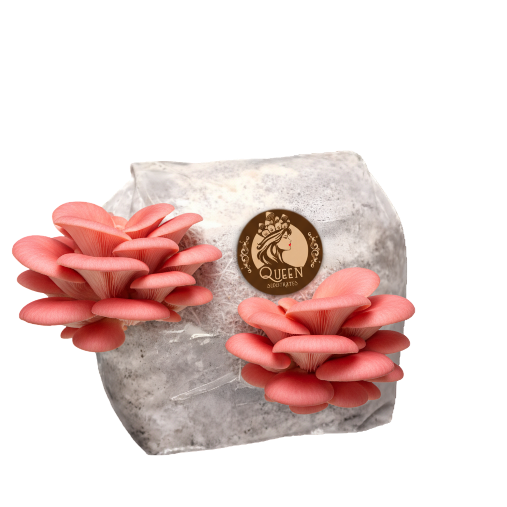 Pink Oyster | 3LB | Pre-Inoculated Bag