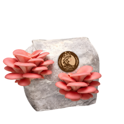 Pink Oyster | 3LB | Pre-Inoculated Bag