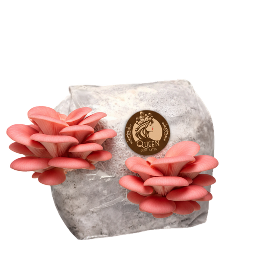 Pink Oyster | 3LB | Pre-Inoculated Bag
