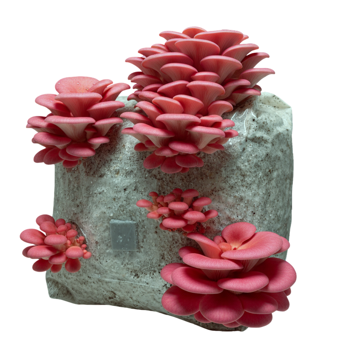 Pink Oyster | 3LB | Pre-Inoculated Bag
