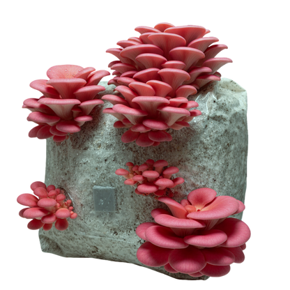 Pink Oyster | 3LB | Pre-Inoculated Bag